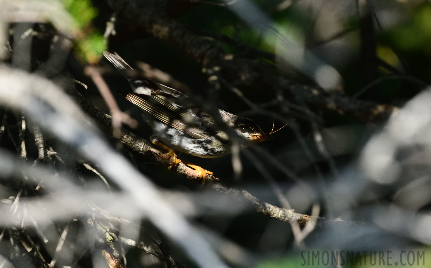 Setophaga striata [400 mm, 1/1600 Sek. bei f / 7.1, ISO 1250]